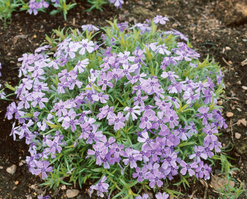 Phlox subulata 'Benita' - Obrázek 1