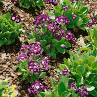 Primula x pubescens