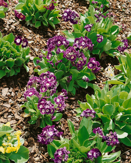 Primula x pubescens - Obrázek 1