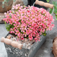 Saxifraga 'Peach Melba'