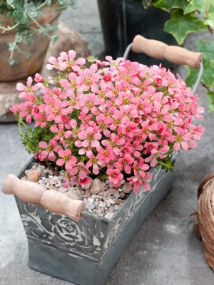 Saxifraga 'Peach Melba'