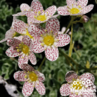 Saxifraga 'Canis-dalmatica'