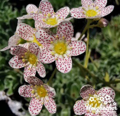 Saxifraga 'Canis-dalmatica'