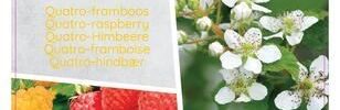Rubus idaeus 'Quattro' - Obrázek 5