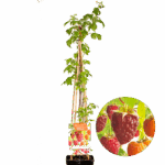 Rubus idaeus 'Quattro' - Obrázek 4