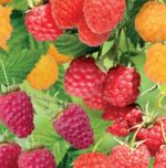 Rubus idaeus 'Quattro' - Obrázek 2