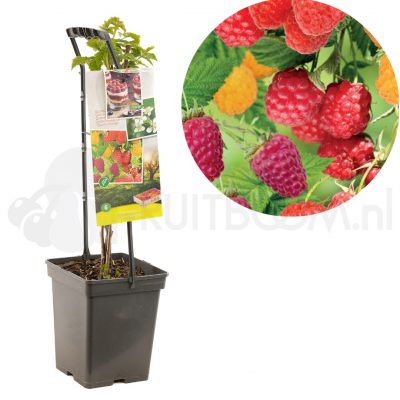 Rubus idaeus 'Quattro'