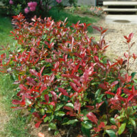 Photinia fraseri 'Red Robin'
