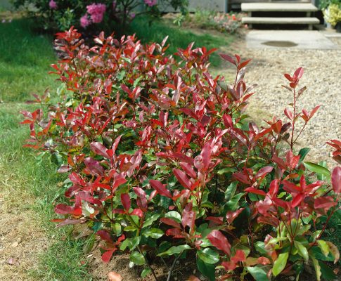 Photinia fraseri 'Red Robin'