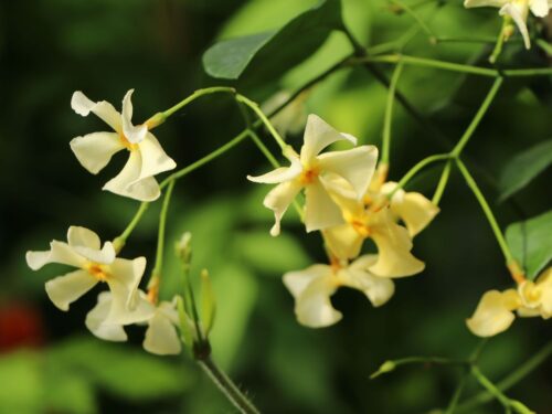 Trachelospermum jasminoides 'Star of Toscane' - Image 2