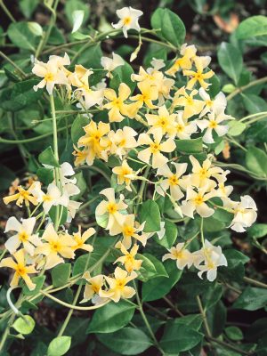 Trachelospermum jasminoides 'Star of Toscane'