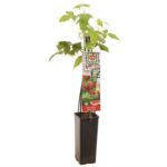 Rubus idaeus 'Himbo TOP®' - Obrázek 2