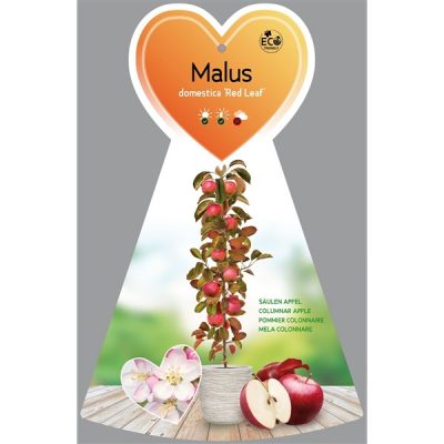 Jabloň sloupovitá 'Red Leaf'