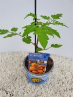 Roubované rajče Starlias® F1 Orange Bolzano - Obrázek 2
