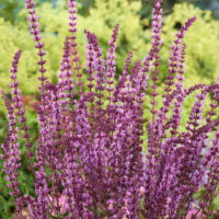 Salvia nemorosa 'Amethyst'