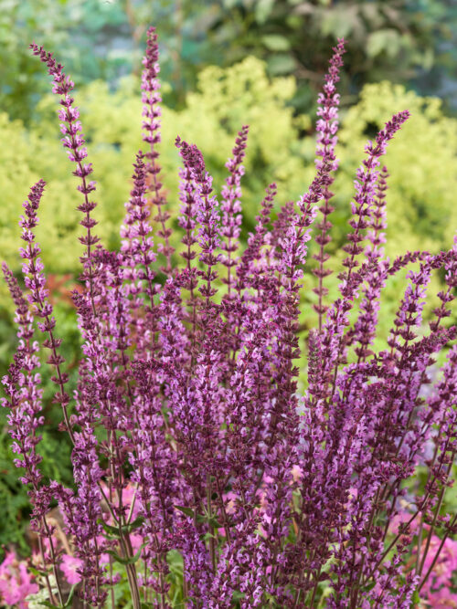 Salvia nemorosa 'Amethyst' - Obrázek 1
