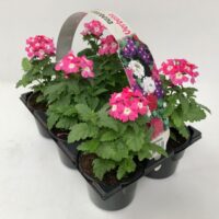 Verbena 6-pack, vzpřímená MIX