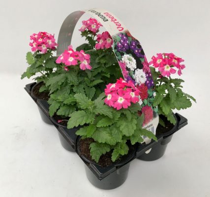 Verbena 6-pack, vzpřímená MIX