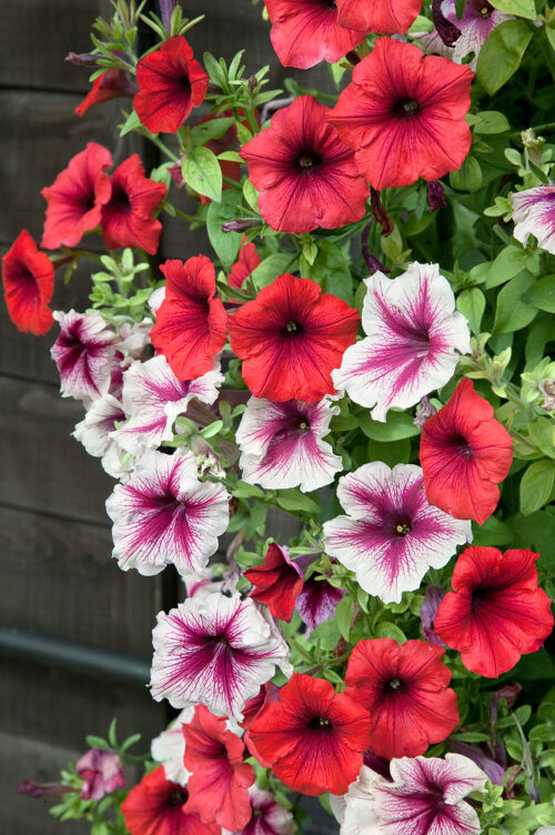 Petunia 'VIVA'-převislá - Obrázek 1