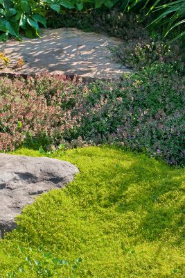 Sagina subulata 'Aurea'