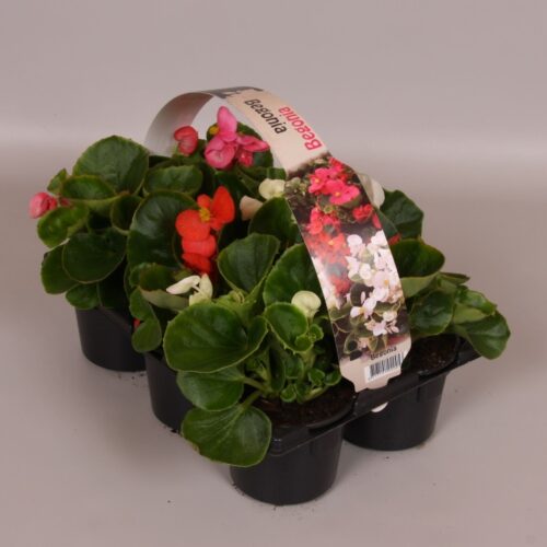 Begonia semperflorens 6-pack, MIX - Obrázek 1