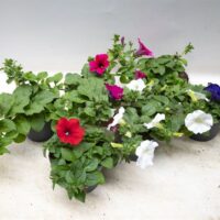 Petunia 'Surfinie' - převislá