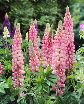 Lupinus polyphyllus 'Gallery Pink'