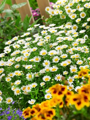 Chrysanthemum paludosum 6-pack