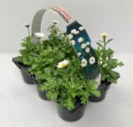 Chrysanthemum paludosum 6-pack - Obrázek 2