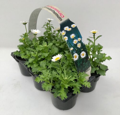 Chrysanthemum paludosum 6-pack - Obrázek 2