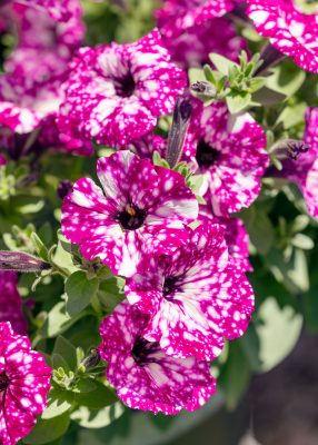 Petunia převislá 'Sky Family'