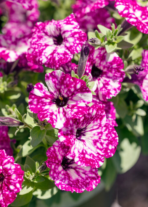 Petunia převislá 'Sky Family' - Obrázek 1