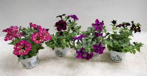 Petunia převislá 'Sky Family' - Obrázek 2