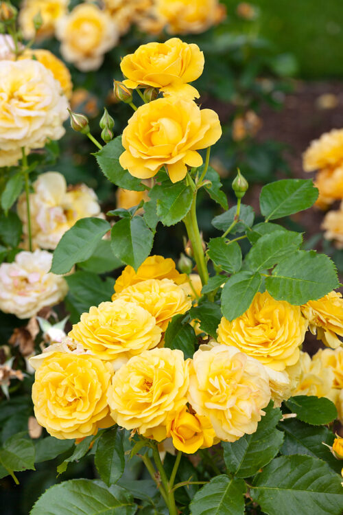 Rosa 'Absolutely Fabulous' - Obrázek 2