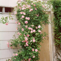 Rosa 'New Dawn'
