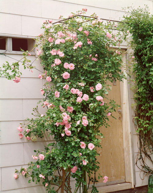 Rosa 'New Dawn' - Obrázek 1