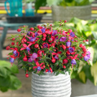 Fuchsia-vzpřímená
