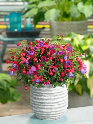 Fuchsia-vzpřímená