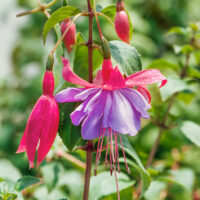 Fuchsia-převislá