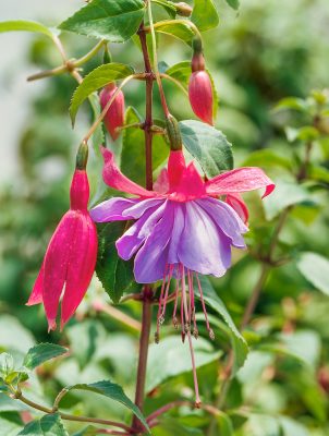 Fuchsia-převislá