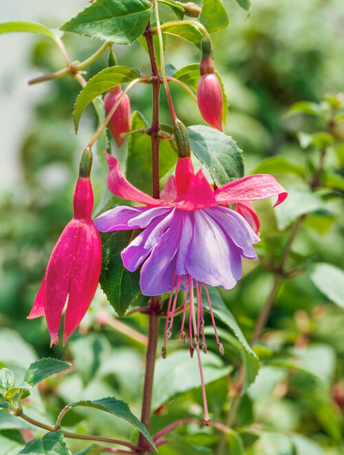 Fuchsia-převislá - Obrázek 1