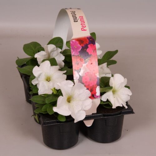 Petunia 6-pack, MIX - Obrázek 6