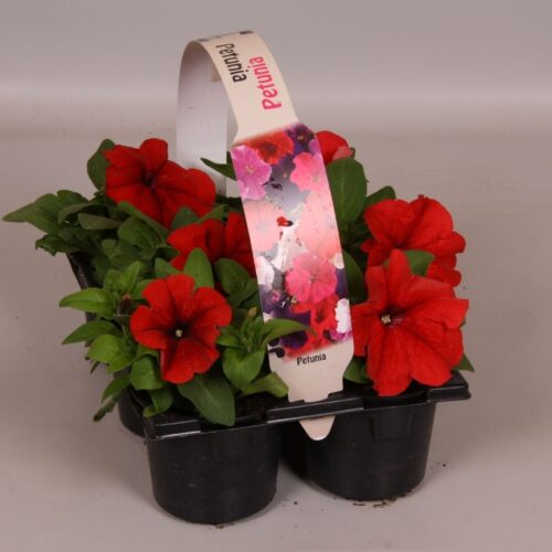 Petunia 6-pack, MIX - Obrázek 5