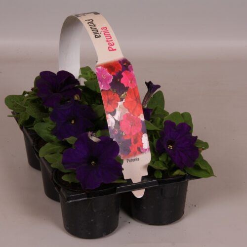 Petunia 6-pack, MIX - Obrázek 4
