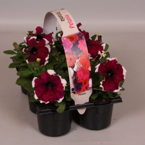 Petunia 6-pack, MIX - Obrázek 3