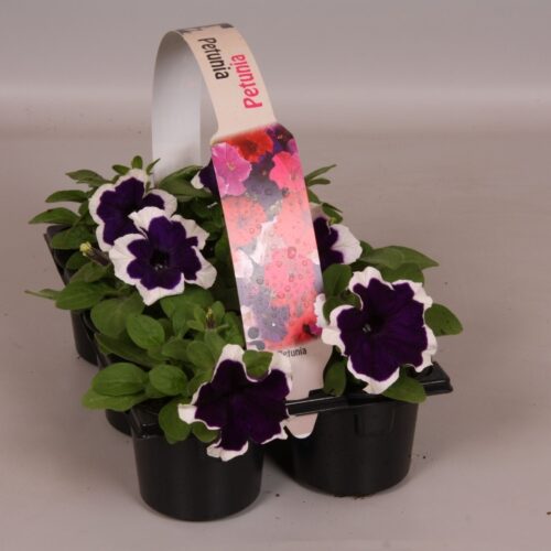 Petunia 6-pack, MIX - Obrázek 2