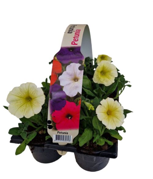Petunia 6-pack, MIX - Obrázek 7