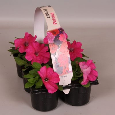 Petunia 6-pack, MIX