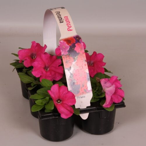 Petunia 6-pack, MIX - Obrázek 1