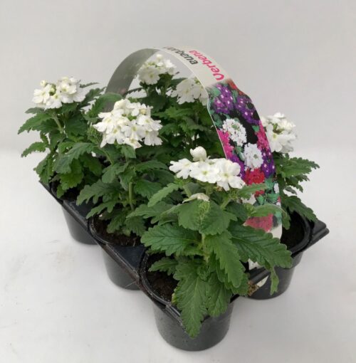 Verbena 6-pack, vzpřímená MIX - Obrázek 3